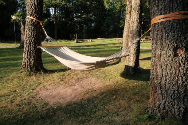 istock Hammock hanging between the trees in beautiful forest at summer sunny day. 1329071763
