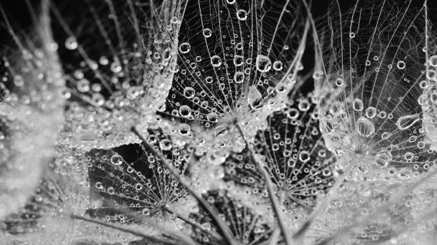борода коз в дождливый день - dandelion water dandelion seed dew стоковые фото и изображения