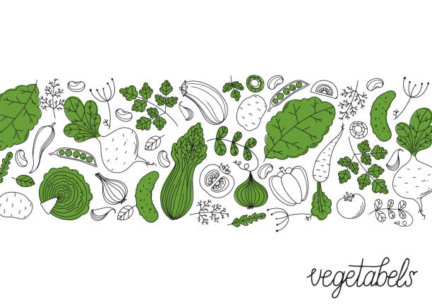 kolekcja ekologicznych warzyw. ręcznie rysowana ilustracja wektorowa. minimalistyczny design. ilustracja w stylu skandynawskim. zdrowa żywność ekologiczna. - parsley vegetable leaf vegetable food stock illustrations