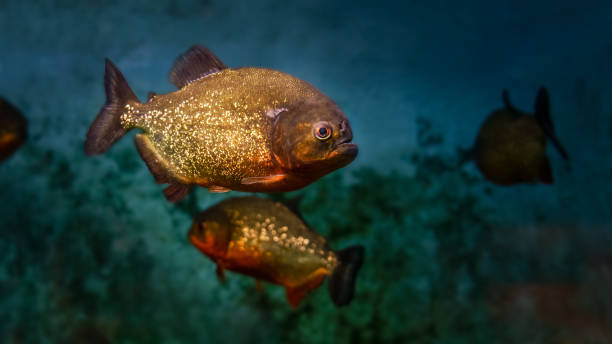 pirañas de río nadando amenazantemente en un río oscuro. - piraña fotografías e imágenes de stock