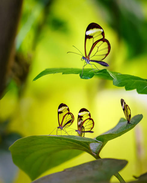 Transparent glass wings butterflies on green leaves and yellow background. Transparent glass wings butterflies on green leaves and yellow background. adaptation to nature stock pictures, royalty-free photos & images