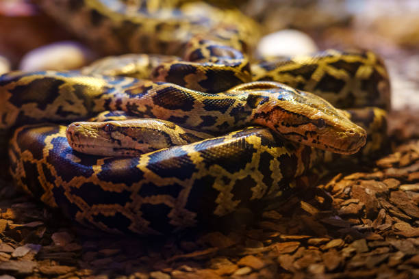 Two boas snakes coiled around each other in their nest. Two boas snakes coiled around each other in their nest. Boa stock pictures, royalty-free photos & images