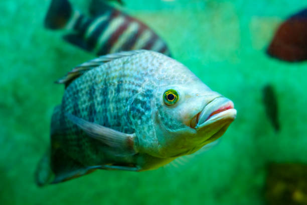 istock Tropical fish in the foreground swimming peacefully. 1329072789