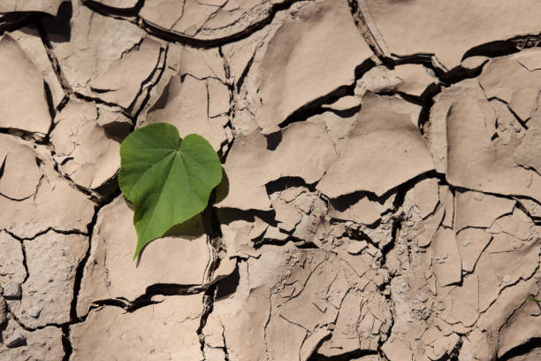 small sprout growing on cracked earth.