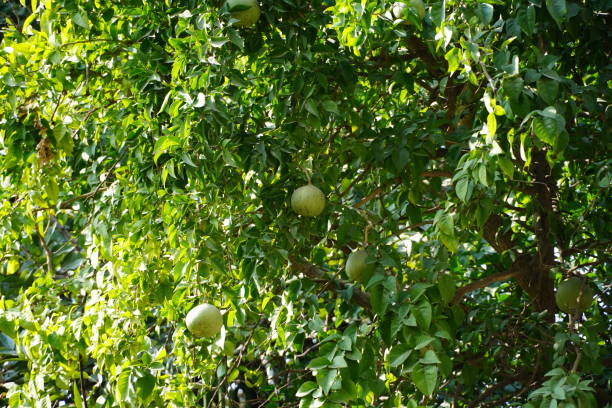 istock Green ripe fruits on a tree in sunlight. 1329073913