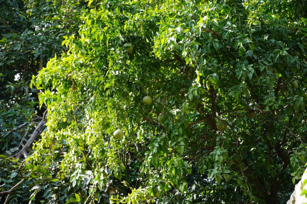 istock Green ripe fruits on a tree in sunlight. 1329073961