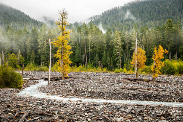 istock Pine woodland covered by river stone with flowing stream. 1329074664