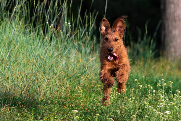 červeně zbarvené štěně irského teriéra vtipně běhá po trávě v lese na procházku přírodou za městem. chůze domácího mazlíčka z vodítka v parku v létě, kopírovat prostor. - irský teriér - stock snímky, obrázky a fotky