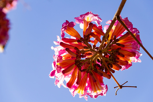 Trindade, Goias, Brazil –  July 14, 2021: A flowering branch with pink flowers and blue sky in the background. Ipê rosa, a typical Brazilian tree. Handroanthus heptaphyllus