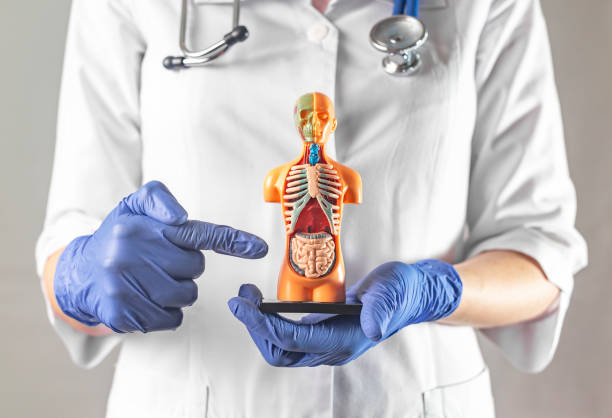 Doctor pointing at intestine organ inside human body 3d model. Concept of intestinal diagnostics and care Doctor pointing at intestine organ inside human body 3d model. Concept of intestinal diagnostics and care. colonoscopy stock pictures, royalty-free photos & images