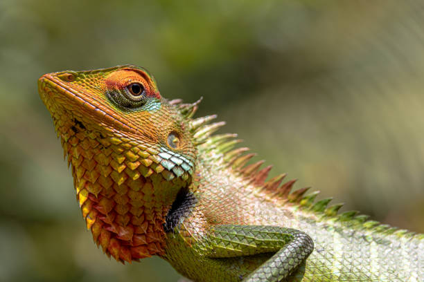 istock Common green forest lizard (Calotes calotes (Linnaeus, 1758) male 1329082718