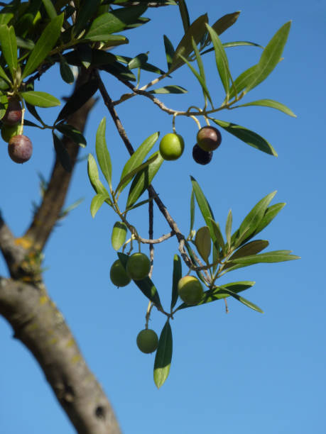 Close up of olive fruit growing on tree stock photo