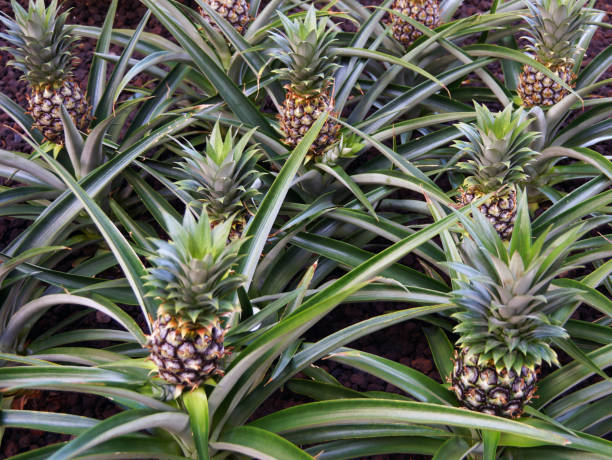 Pineapples growing in a field stock photo
