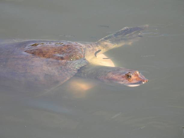 istock Florida Softshell Turtle (Apalone ferox) swimming in a lake 1329083502