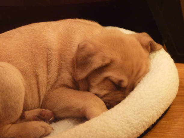 Puppy curled up sleeping in dog bed stock photo