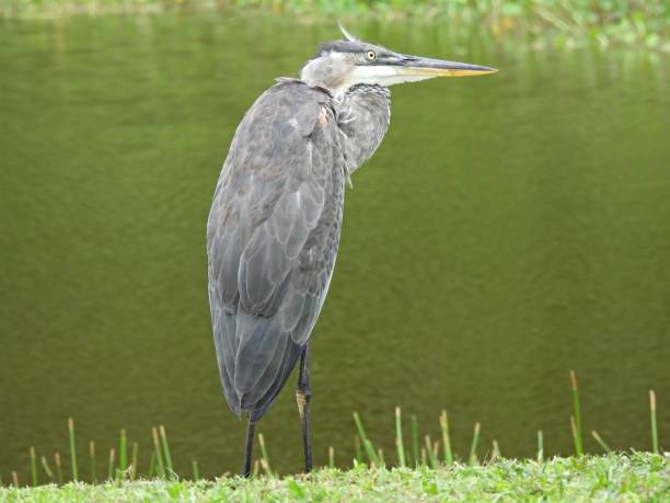 istock Great Blue Heron (Ardea herodias) standing near a lake 1329084021