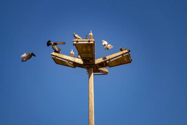 istock Birds on a street lamp. 1329085983