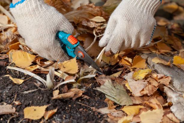 istock Gardener hands pruning secluded host stalks in secateurs with secateurs 1329086596