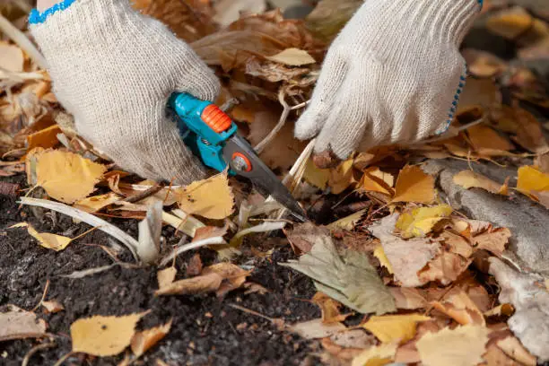 Hands in white gloves trim the yellow stems of the host plant with garden clippers closeup. Around the fallen birch leaves