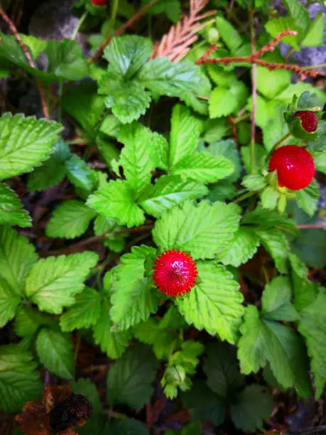 Photo of Bright red ripe fruit of mock strawberry (Potentilla indica, Duchesnea indica, false or Indian strawberry) with small seeds on board of fruit in background of green leaves