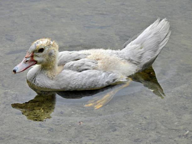 istock Muscovy Duck (Cairina moschata) in a lake 1329088821