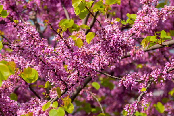 istock Natural spring floral colorful background banner format. Beautiful branch blossoming tree, sunny day 1329088948
