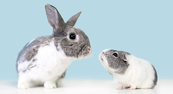 A cute gray and white Dwarf mixed breed pet rabbit and an American Guinea Pig looking at each other