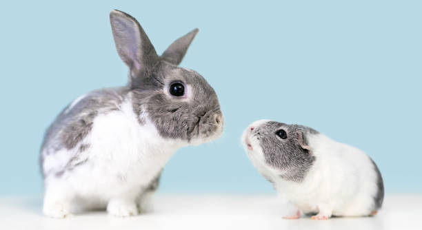A pet rabbit and a guinea pig looking at each other stock photo
