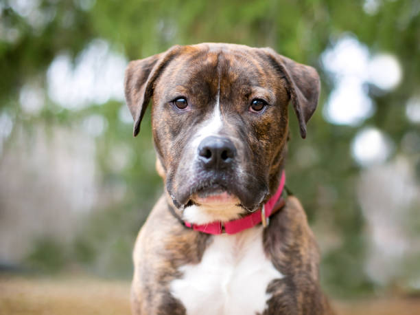 istock A brindle Boxer mixed breed dog with a red collar 1329090032