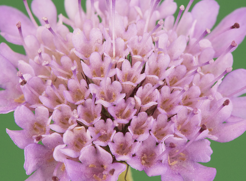 A DSLR close-up photo of Lilac blossom (Syringa) with beautiful defocused lights bokeh. Shallow depth of field, space for copy.