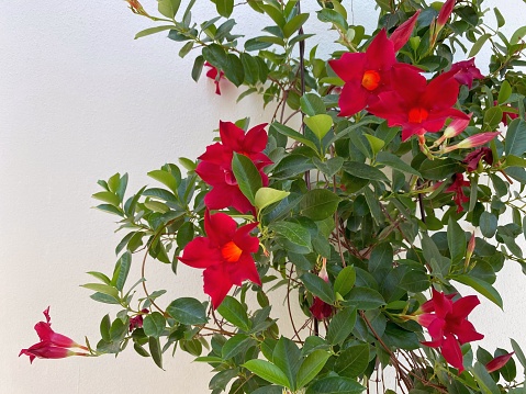 Red Mandevilla flowers is beautiful tropical plant. Evergreen climbing liana Rocktrumpet. Brazillian jasmine decorative ornamental flowering plant.
