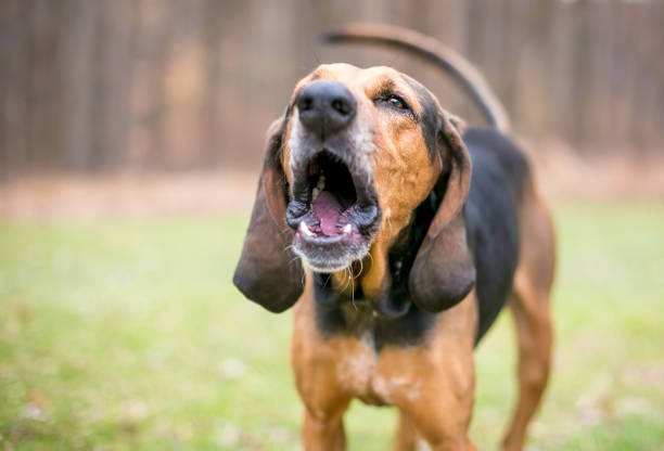 A Coonhound dog barking or howling A red and black Coonhound dog barking or howling outdoors barking animal photos stock pictures, royalty-free photos & images