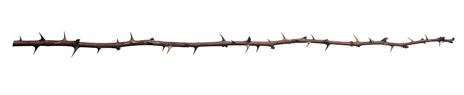 Dry rose branch. Branch with thorns isolated on a white background.