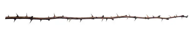 Photo of Dry rose branch. Branch with thorns isolated on a white background.