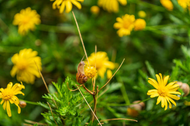Snail on a yellow flower in spring.