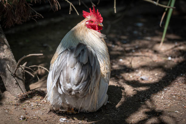 istock Male Lavender Pekin Bantam chicken 1329095213