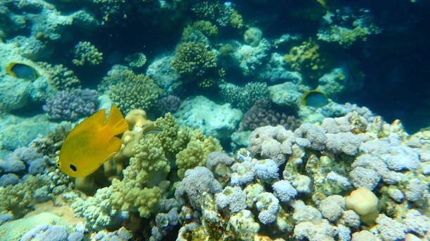 istock Sulphur damsel (Pomacentrus sulfureus) undersea, Red Sea, Egypt 1329095244