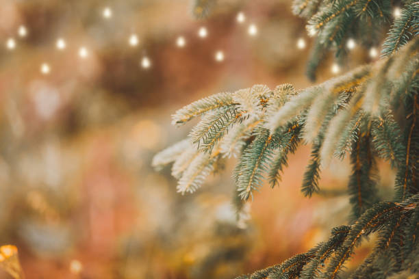 istock Christmas Tree. Christmas and winter green pine tree branches in Christmas lights with beautiful bokeh 1329096359