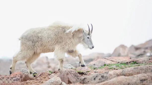 Photo of Mountain Goat at Colorado Rocky Mountains in the snow