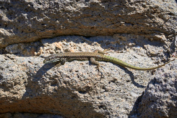 istock Common wall lizard sunbathing on a rock in the morning 1329098273