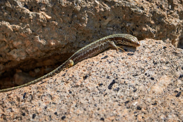 istock Common wall lizard sunbathing on a rock in the morning 1329098275