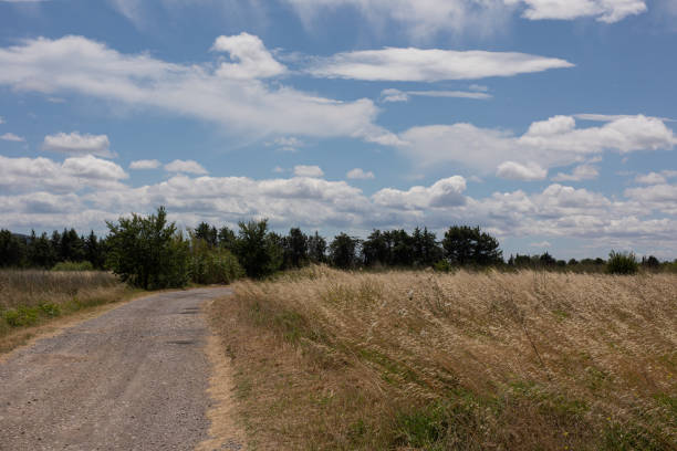 dirt road in the countryside with a beautiful cloudy sky in the daytime
