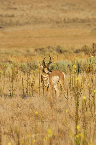 Wild Pronghorn in the beautiful Antelope Island State Park near Salt Lake City, Utah USA.
