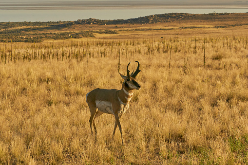 Wild Pronghorn in the Beautiful
Antelope Island State Park Near Salt Lake City, UTAH USA