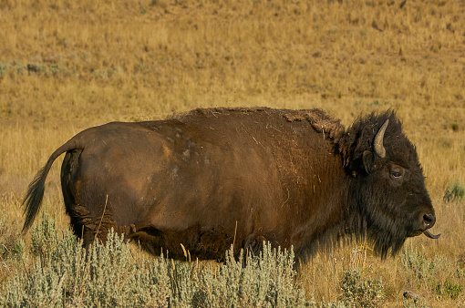 Wild American Bison in the beautiful Antelope Island State Park near Salt Lake City, Utah USA.