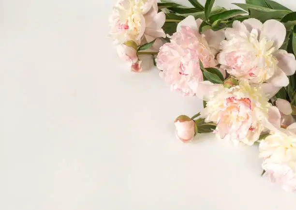 Photo of Bouquet of beige-pink peony flowers on a light paper background with space for text. Image for design of greeting cards on theme of wedding, Mother's Day, birthday and other greetings