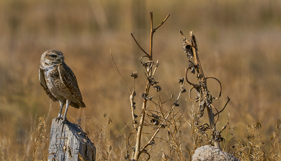 Wild Burrowing Owl in the beautiful Antelope Island State Park near Salt Lake City, Utah USA.
