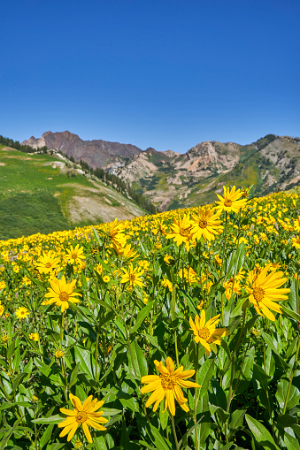 Breathtaking Heartleaf Arnica wildflowers in bloom in the beautiful Wasatch Mountains near Salt Lake City, Utah USA.