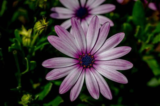 istock Light purple Osteospermum, also known as Soprano Purple, African Daisy 1329103463