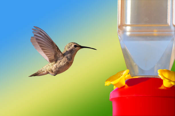 istock A hummingbird hovering in front of a nectar feeder 1329105359